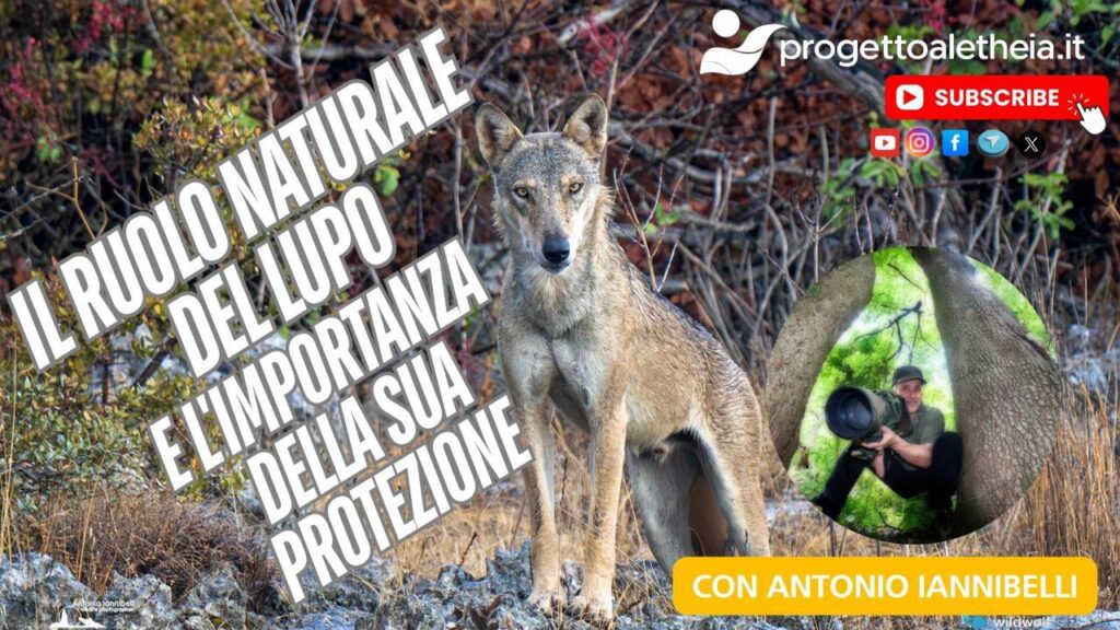 Il ruolo naturale del Lupo e l’importanza della sua protezione – con Antonio Iannibelli –